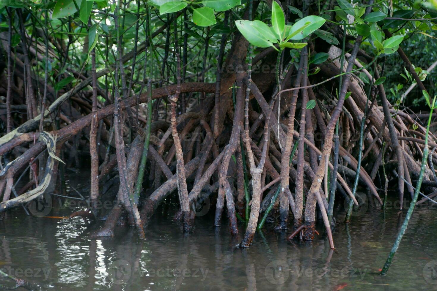 selective focus to the roots of mangrove trees growing above the water photo