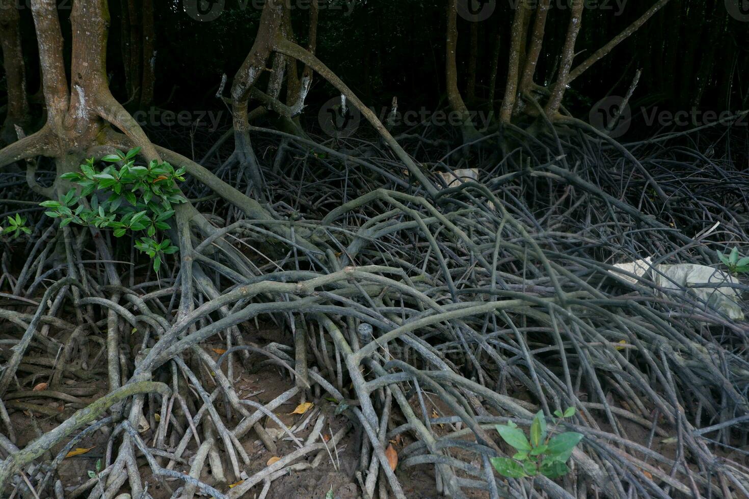 selective focus to the roots of mangrove trees growing above the water photo