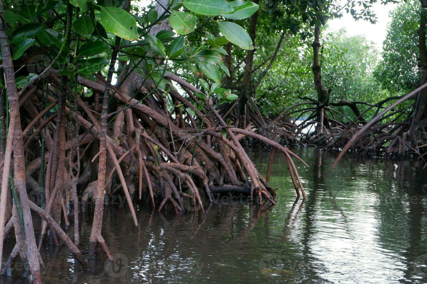 selective focus to the roots of mangrove trees growing above the water photo