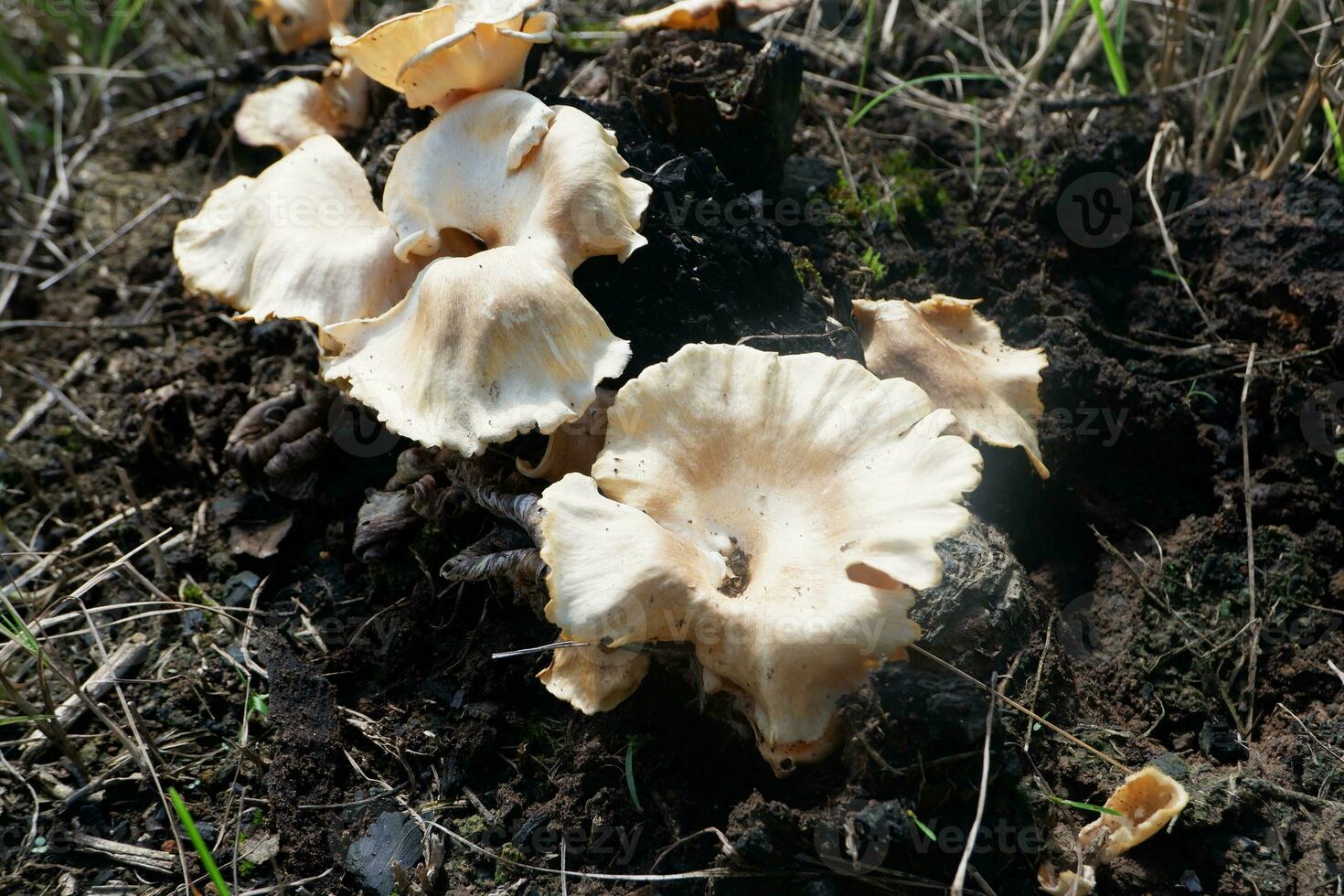 selective focus on the type of white oyster mushroom that lives and grows on dead tree trunks. one type of mushroom that can be consumed. soft focus photo