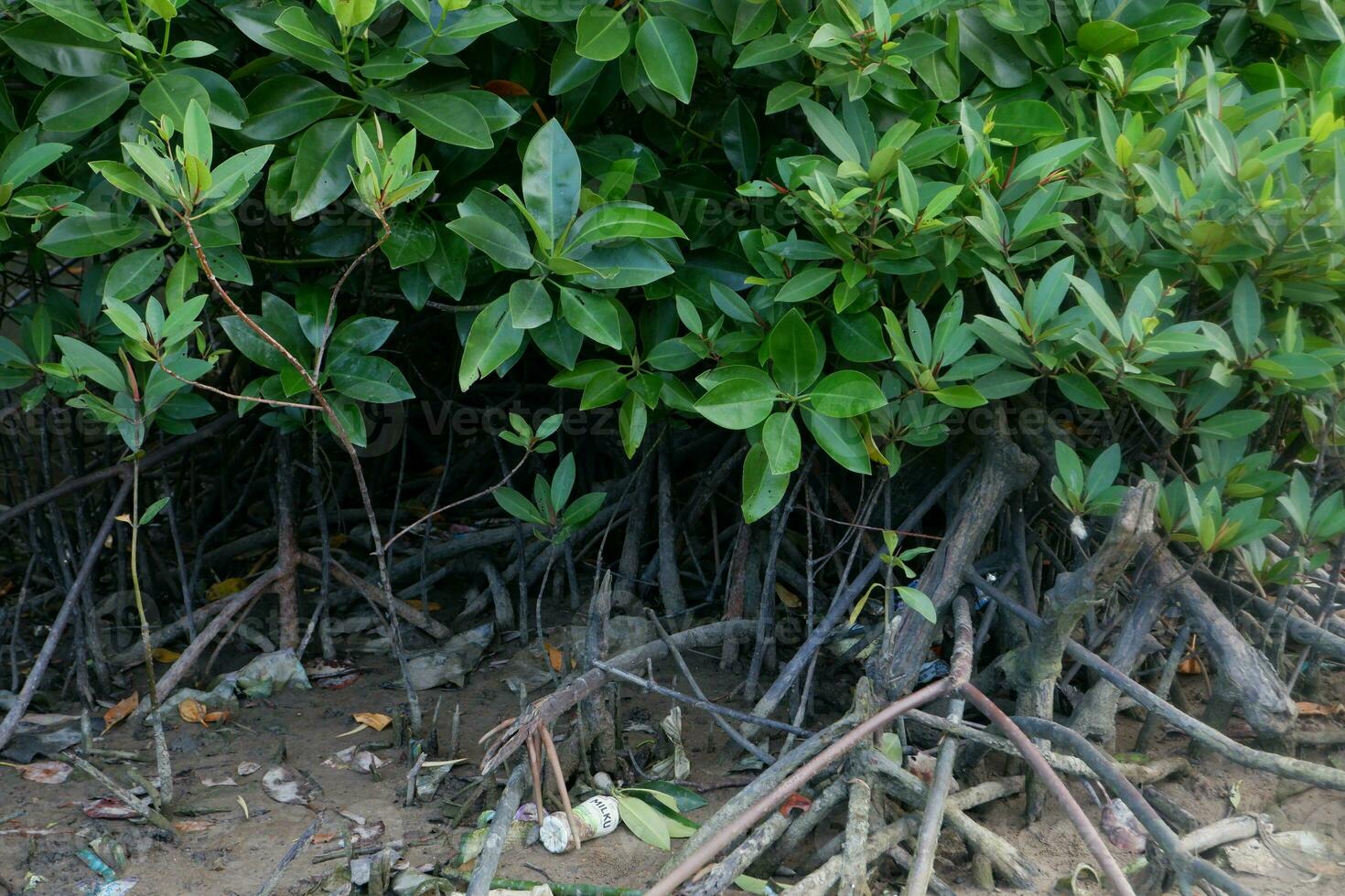 selective focus to the roots of mangrove trees growing above the water photo
