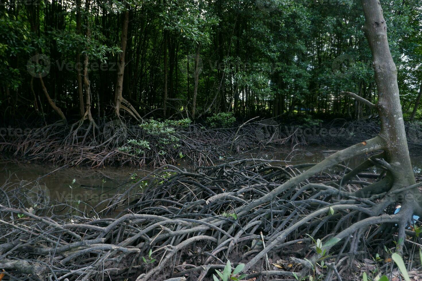 selective focus to the roots of mangrove trees growing above the water photo