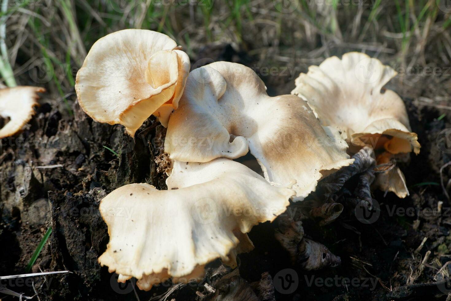 selective focus on the type of white oyster mushroom that lives and grows on dead tree trunks. one type of mushroom that can be consumed. soft focus photo