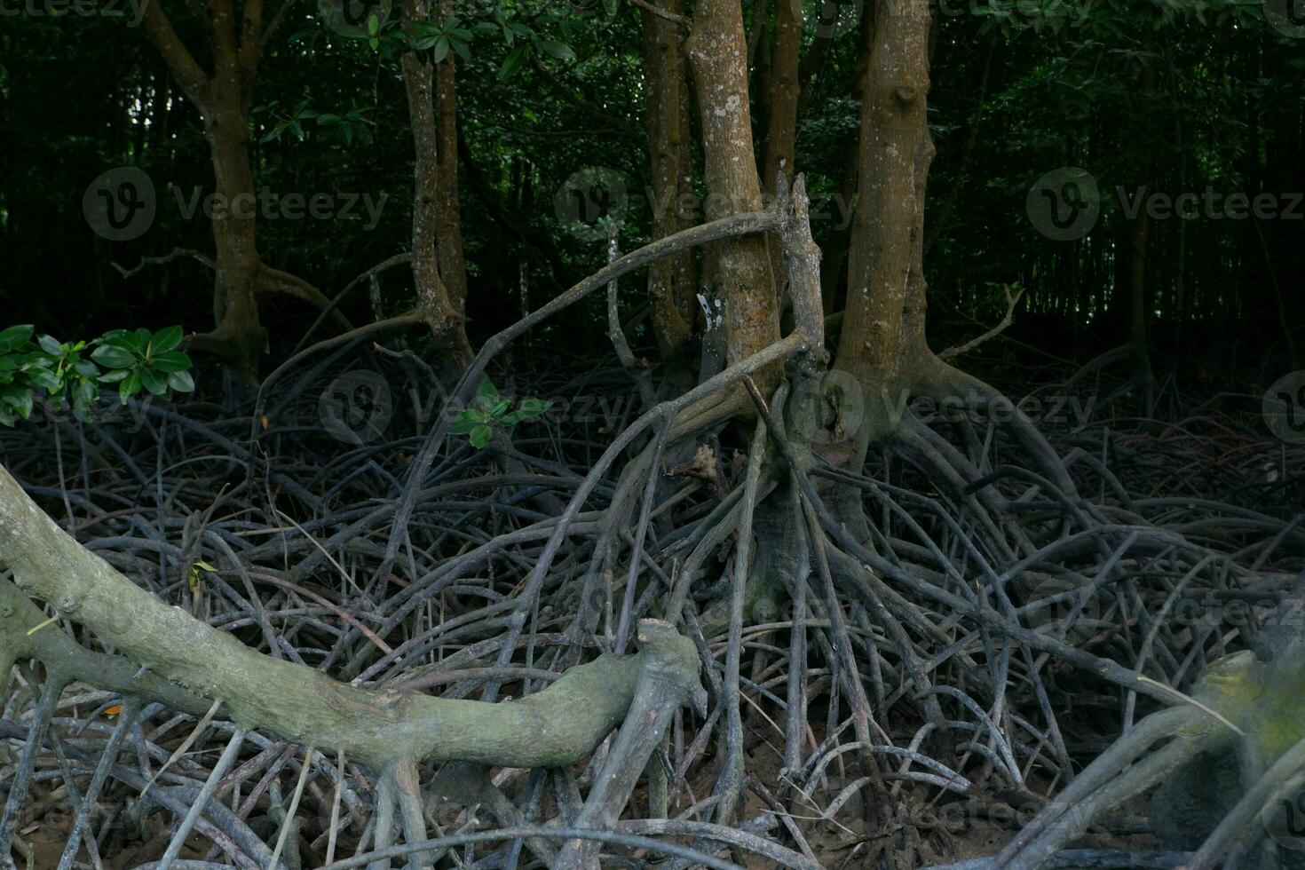 selective focus to the roots of mangrove trees growing above the water photo