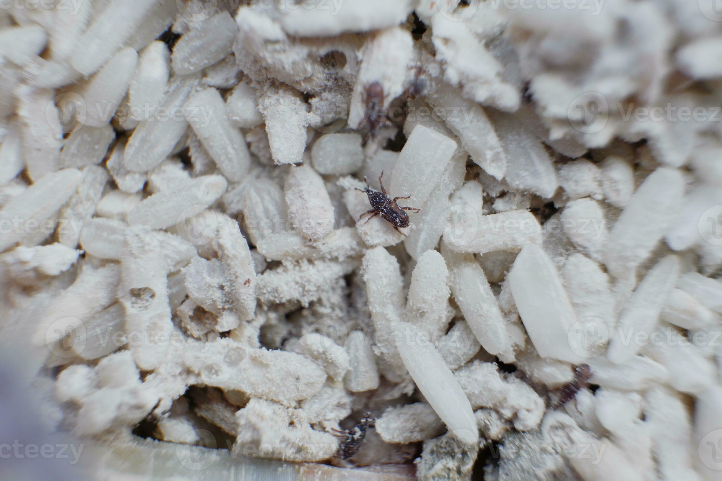selective focus on white rice damaged by rice weevil pests. bad rice