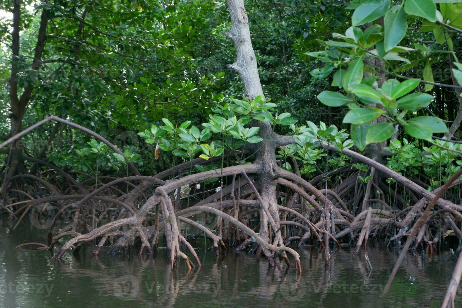 selective focus to the roots of mangrove trees growing above the water photo