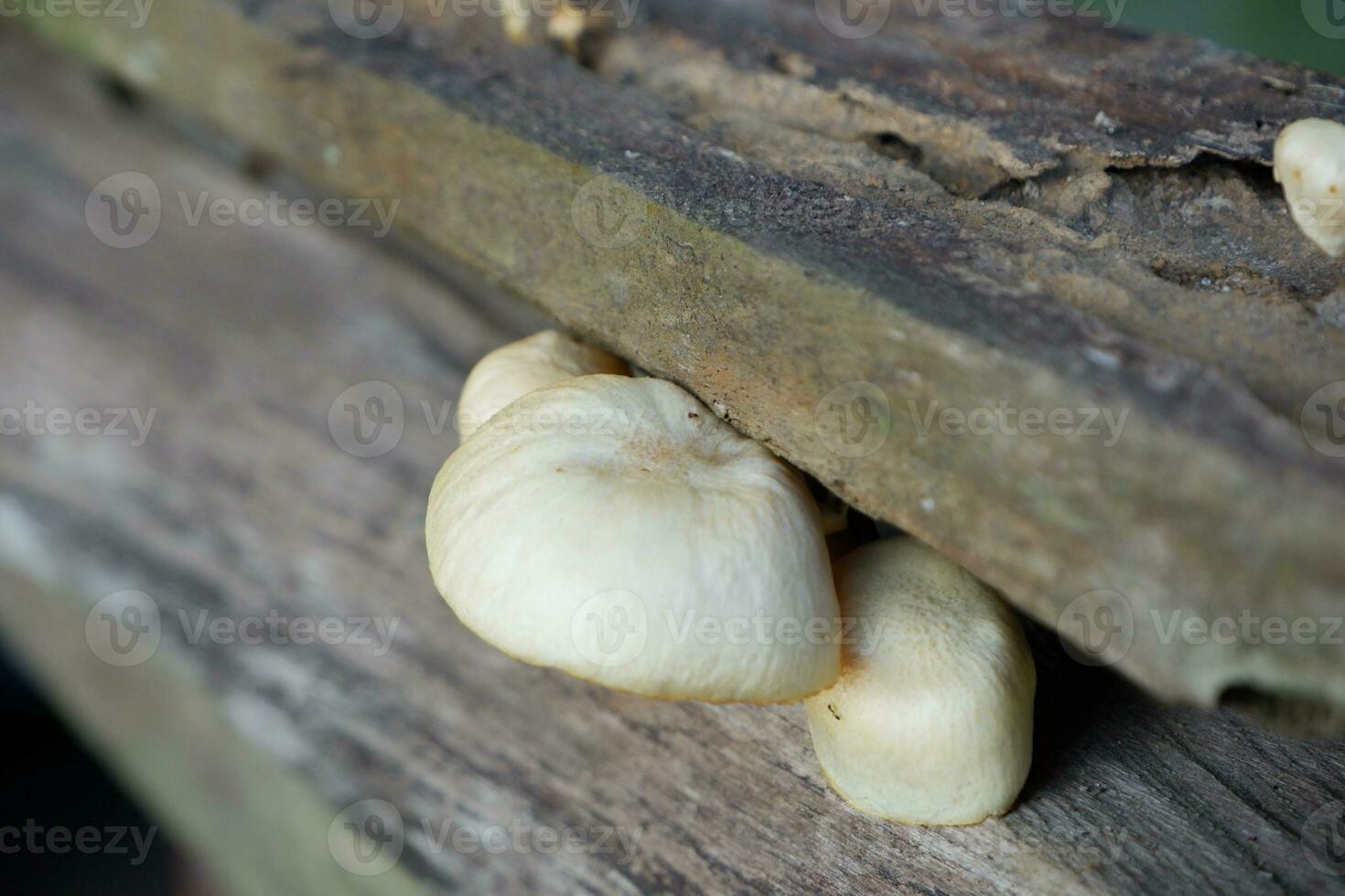 selective focus on the type of white oyster mushroom that lives and grows on dead tree trunks. one type of mushroom that can be consumed. soft focus photo
