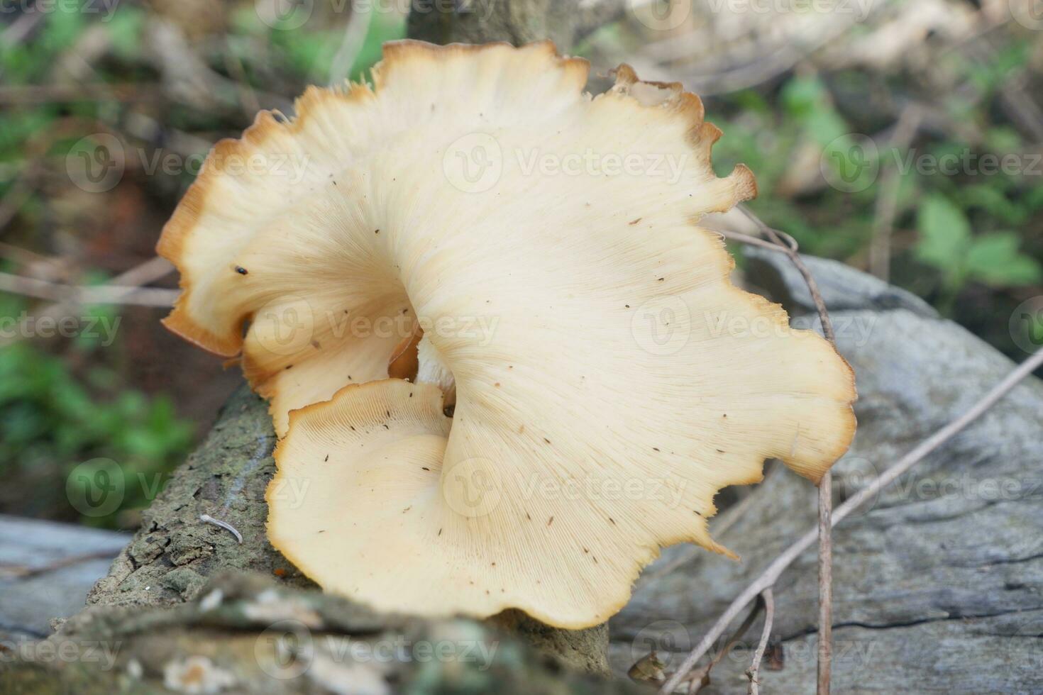 selective focus on the type of white oyster mushroom that lives and grows on dead tree trunks. one type of mushroom that can be consumed. soft focus photo