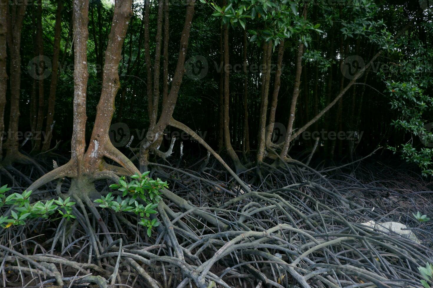 selective focus to the roots of mangrove trees growing above the water photo