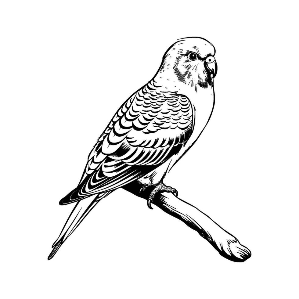 Budgerigar silhouette, Budgerigar mascot logo, Budgerigar Black and White Animal Symbol Design, Bird icon. vector