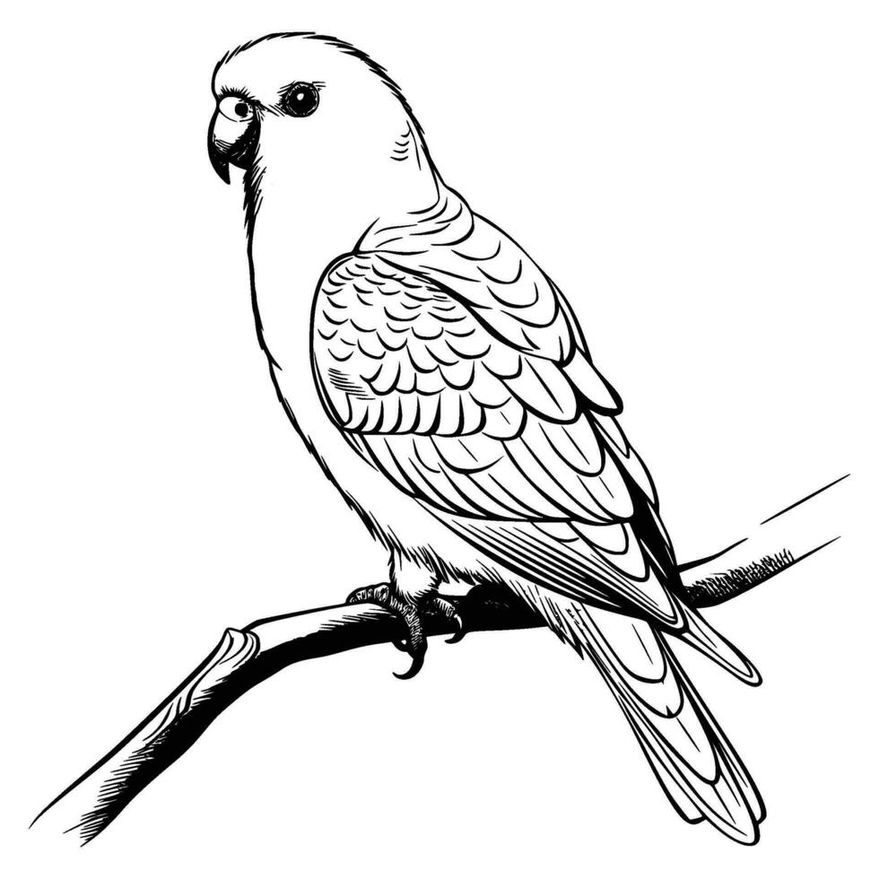periquito silueta, periquito mascota logo, periquito negro y blanco animal símbolo diseño, pájaro icono. vector