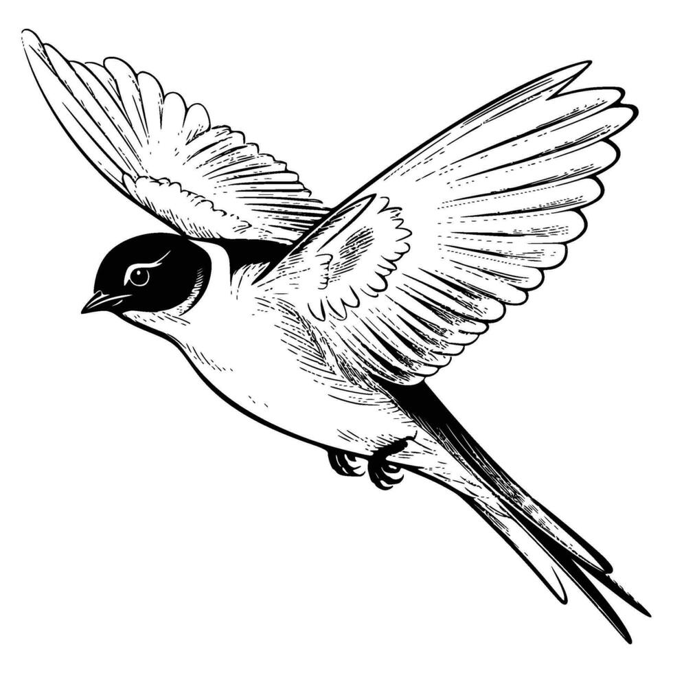 Barn swallow silhouette, Barn swallow mascot logo, Barn swallow Black and White Animal Symbol Design, Bird icon. vector