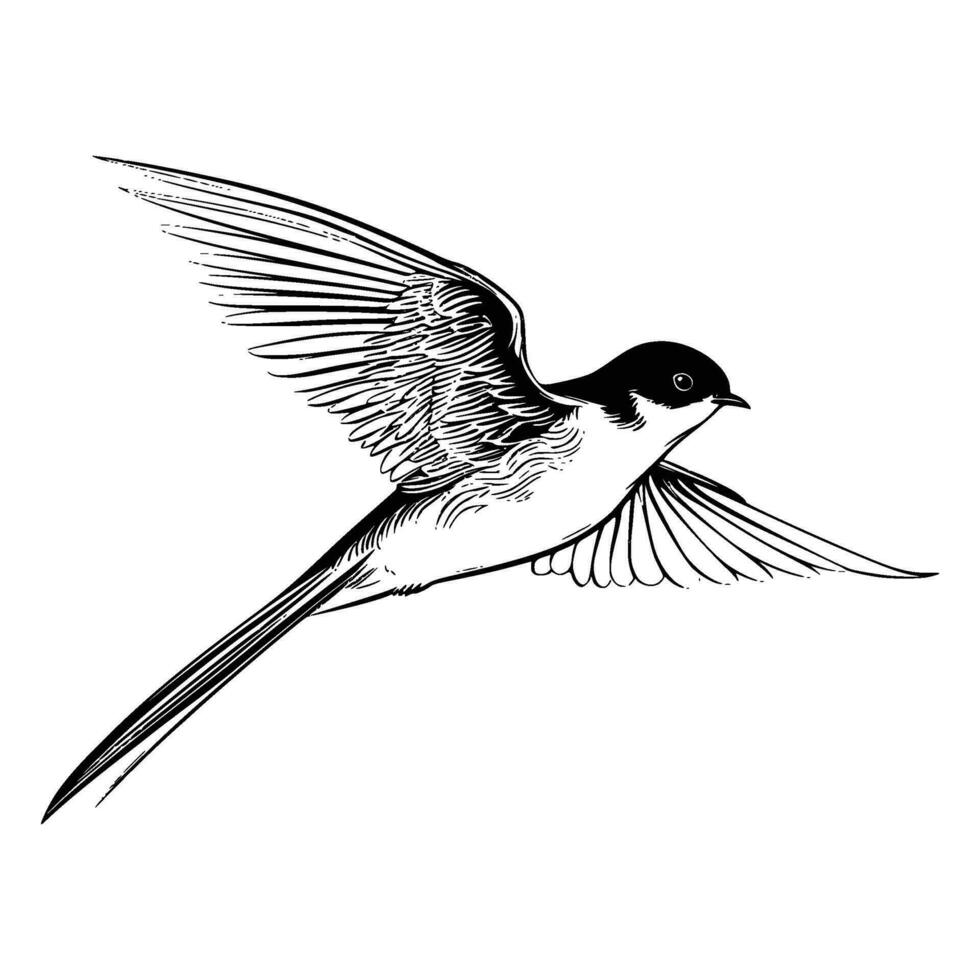 Barn swallow silhouette, Barn swallow mascot logo, Barn swallow Black and White Animal Symbol Design, Bird icon. vector