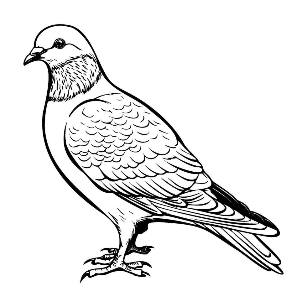 Pigeons silhouette, Pigeons mascot logo, Pigeons Black and White Animal Symbol Design, Bird icon. vector