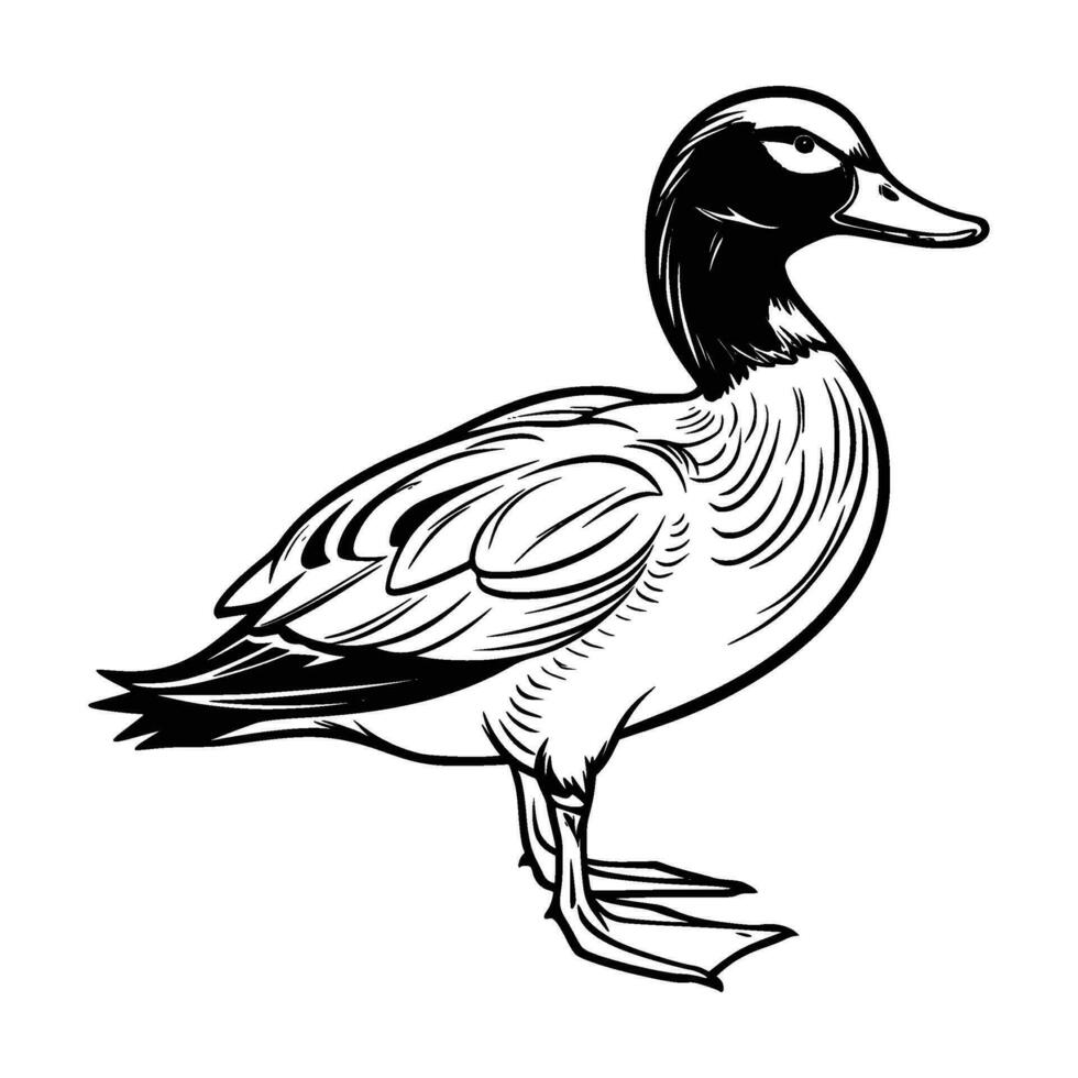 Mallard silhouette, Mallard mascot logo, Mallard Black and White Animal Symbol Design, Bird icon. vector