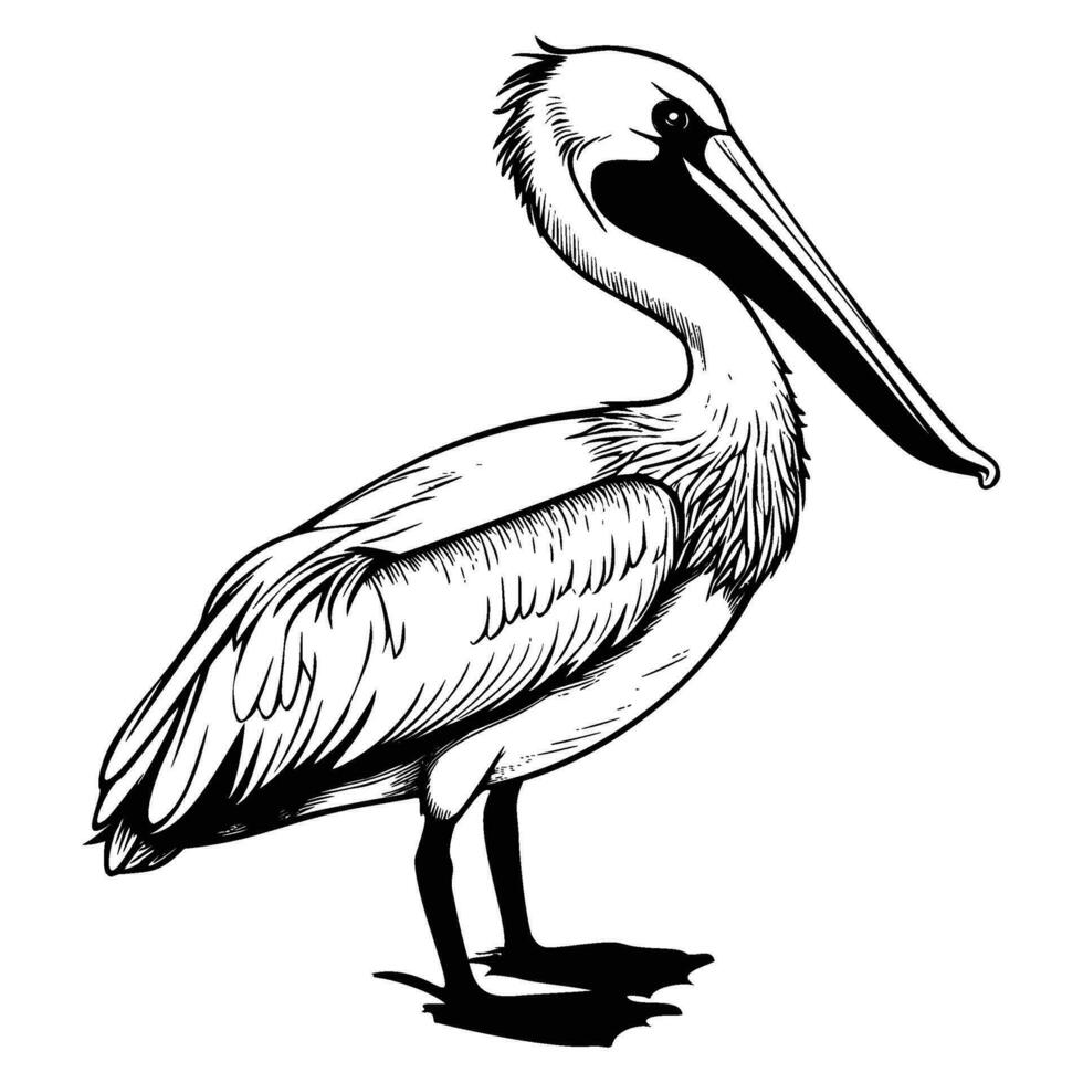 Pelican silhouette, Pelican mascot logo, Pelican Black and White Animal Symbol Design, Bird icon. vector