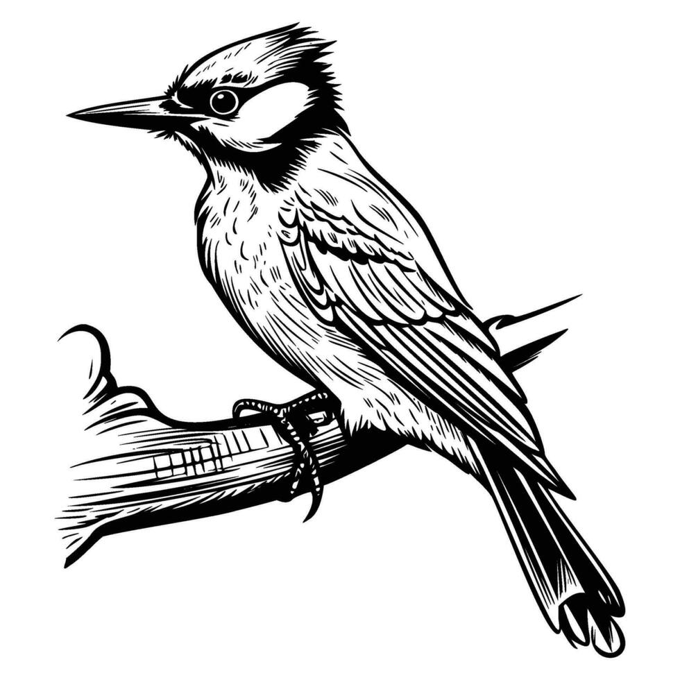 Woodpeckers silhouette, Woodpeckers mascot logo, Woodpeckers Black and White Animal Symbol Design, Bird icon. vector