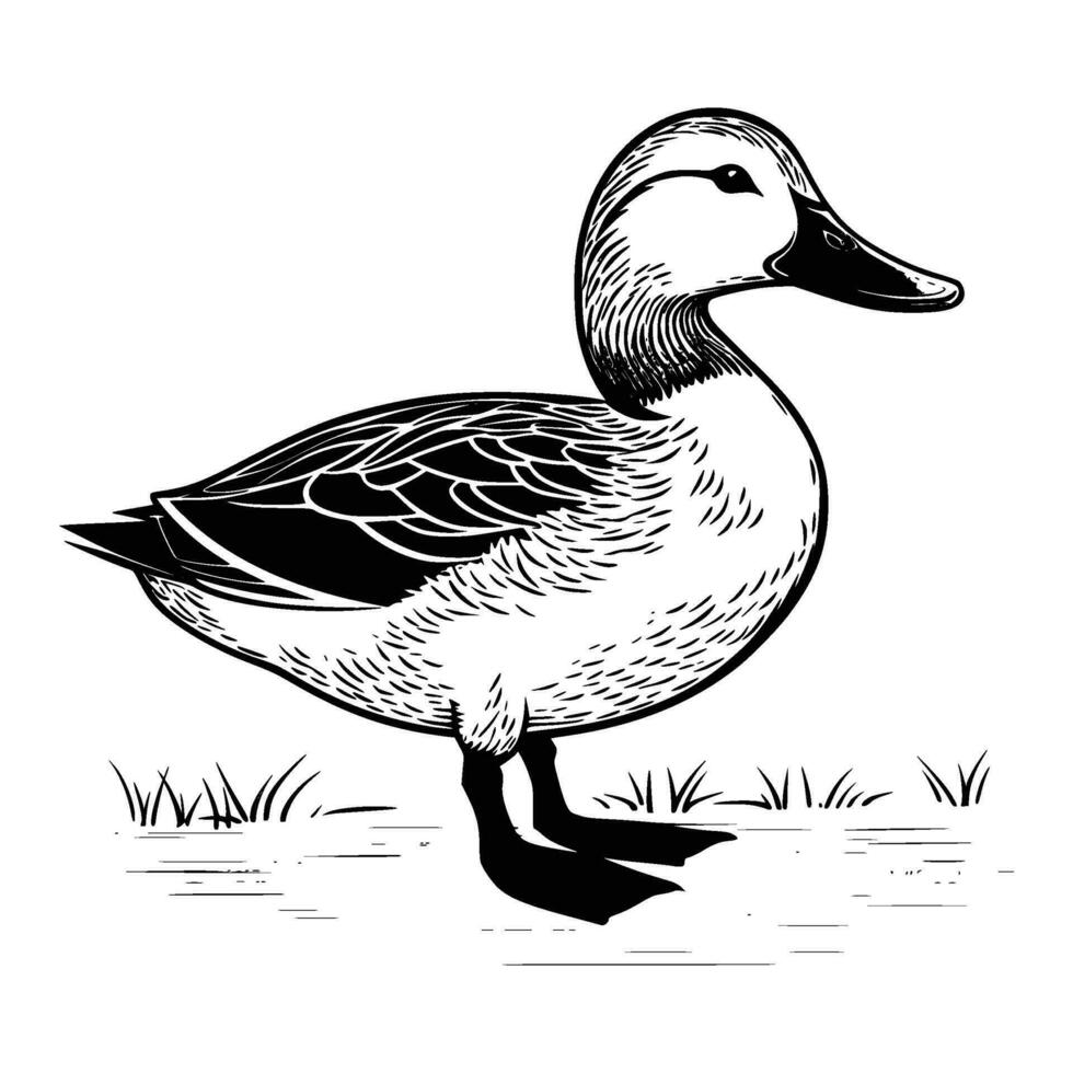 pato real silueta, pato real mascota logo, pato real negro y blanco animal símbolo diseño, pájaro icono. vector