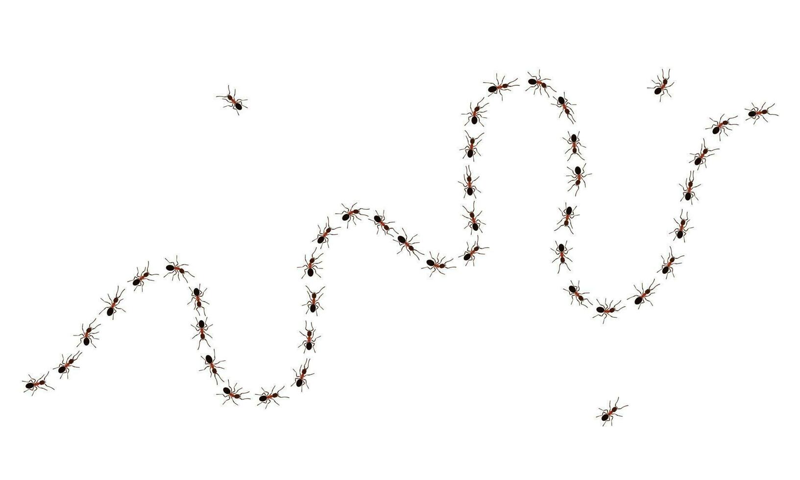 Brown worker ants trail line flat style design vector illustration isolated on white background.