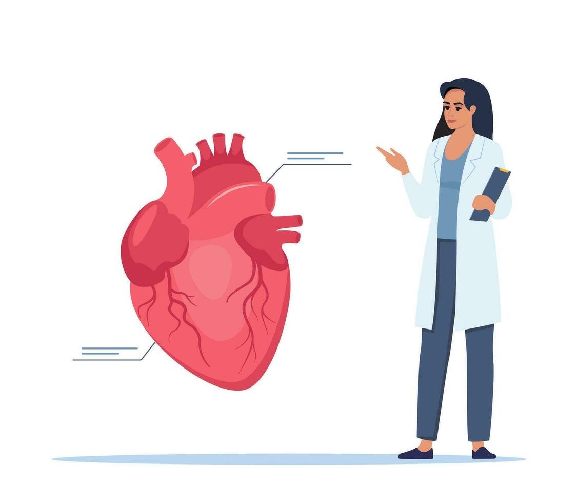 Doctor gives a training lecture about anatomy. Doctor presenting human heart infographics. Medical seminar, lecture, healthcare meeting concept. Vector illustration.