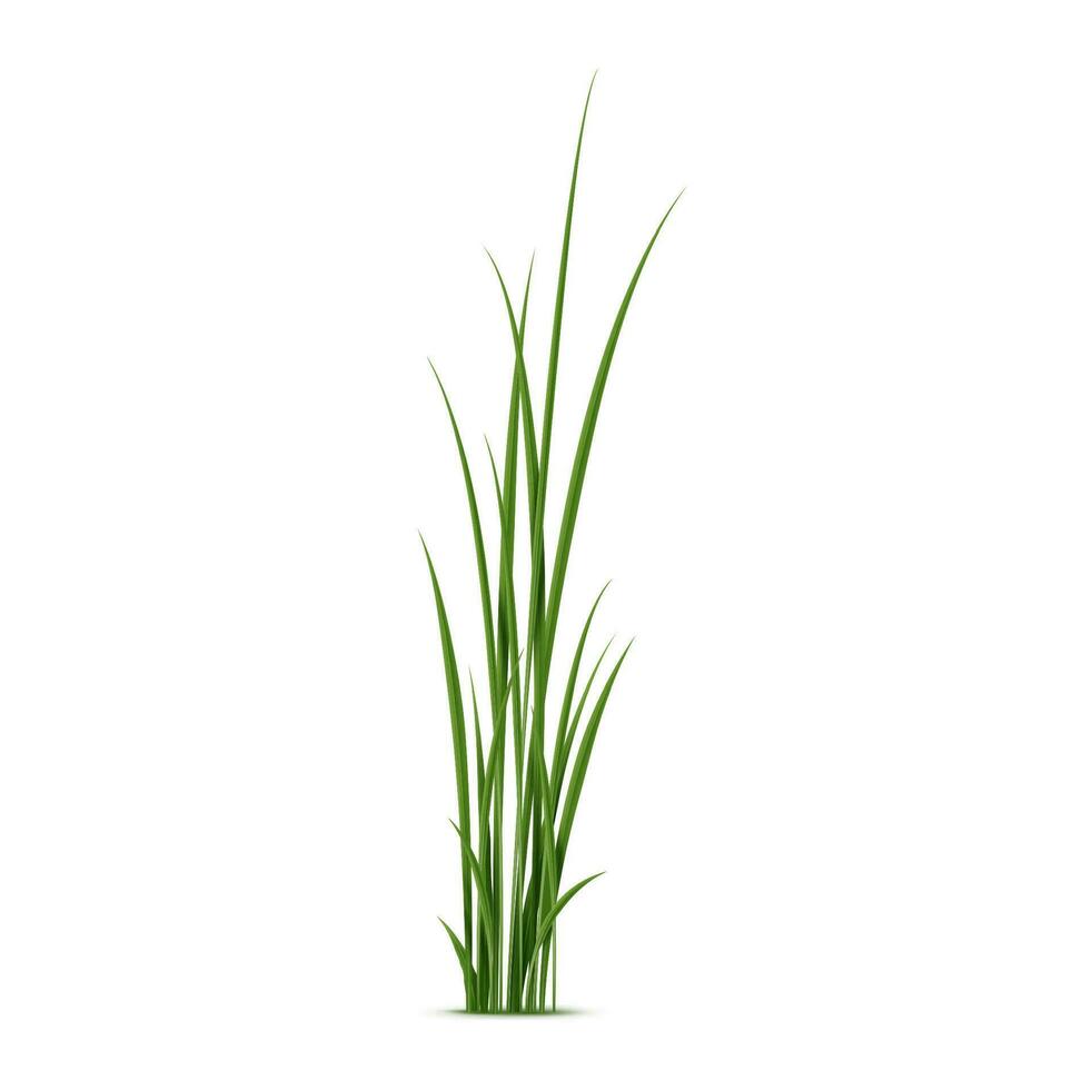 Realistic reed, sedge and grass isolated 3d vector