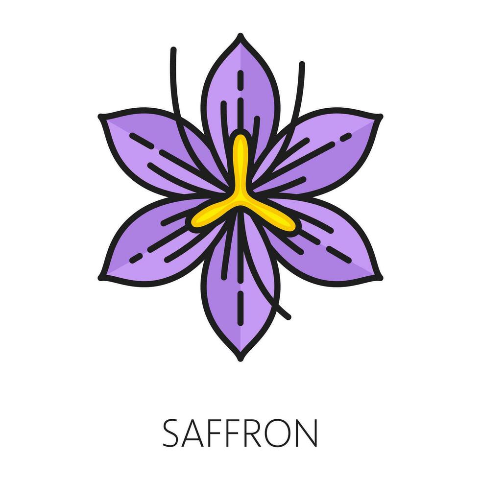 Saffron crocus flower. Floral botanical wildflower vector