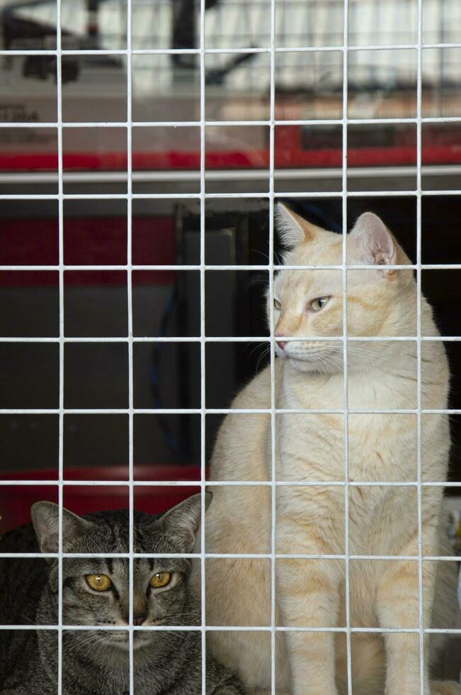 dos tailandés gatos sentar y mentira detrás el barricadas esta es hecho a evitar escapa cuales será mantener ellos seguro. foto