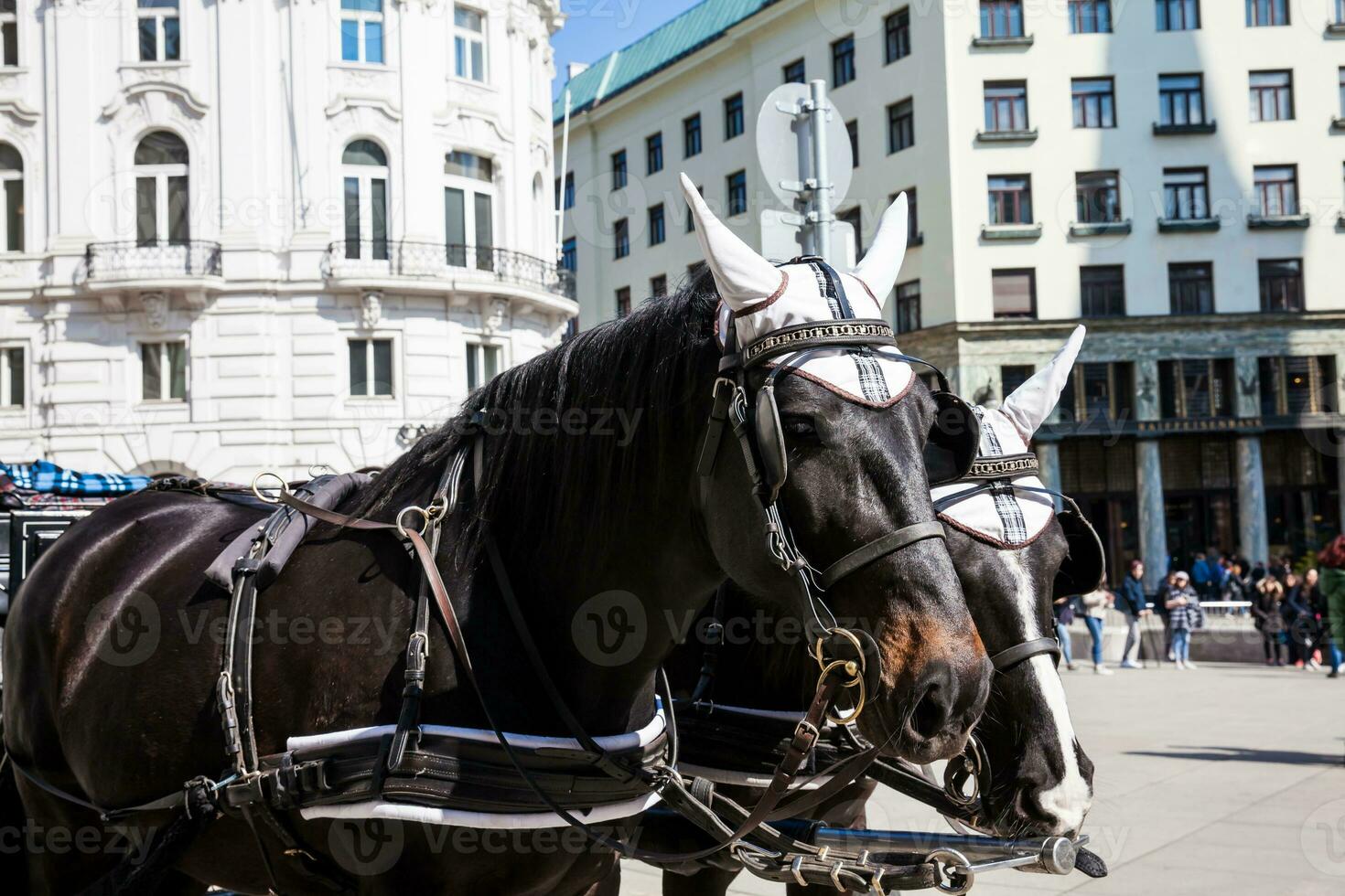 Horse-drawn carriage in front of the Hofburg Imperial Palace in Vienna photo