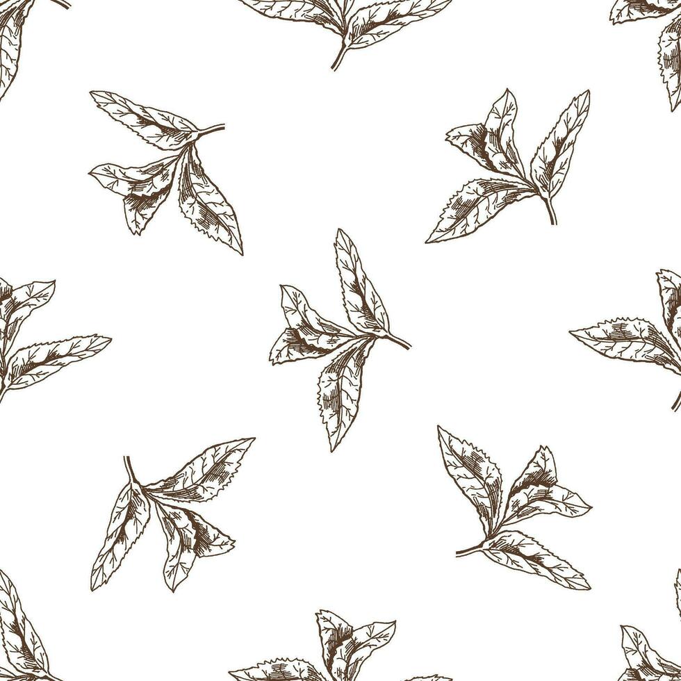 Hand-drawn vector seamless pattern of mint leaves. Vintage doodle illustration. Sketch for cafe menus and labels. The engraved image.