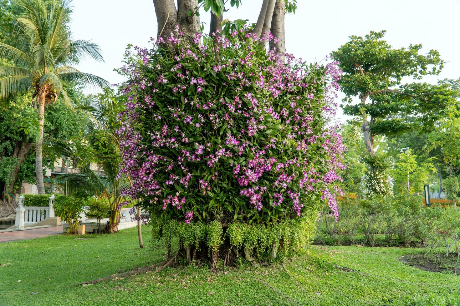 The orchids were planted vertically around the big tree. photo