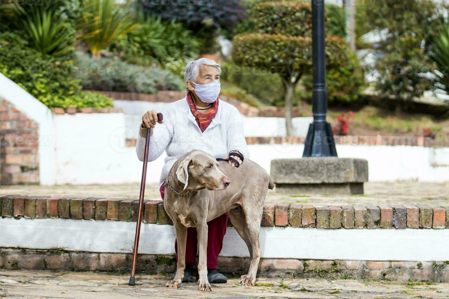 Senior woman wearing a home made face mask and enjoying some time outdoors with her pet during the coronavirus quarantine de escalation photo