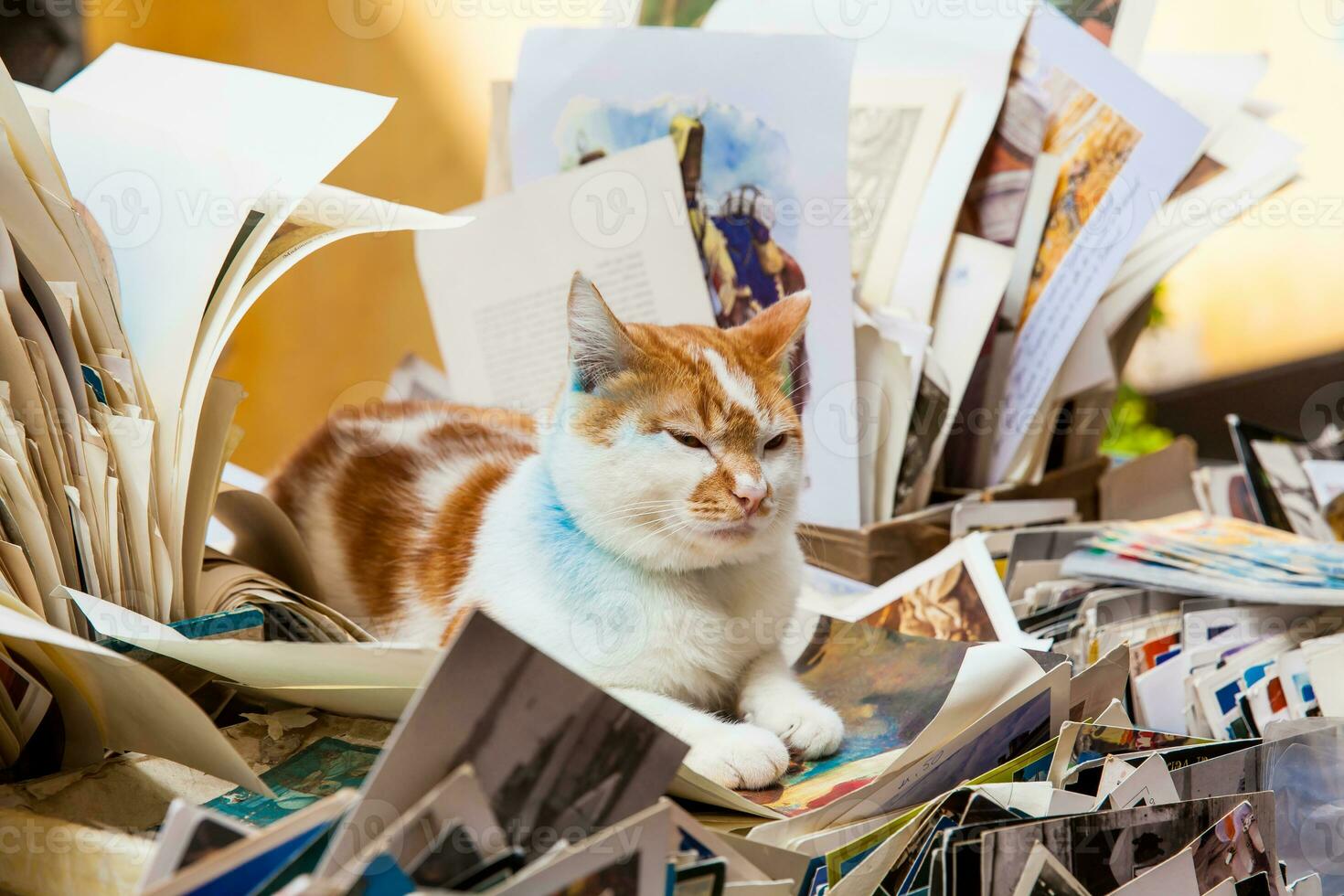 Closeup of a Beautiful sleepy yellow and white cat in Venice surrounded of papers photo