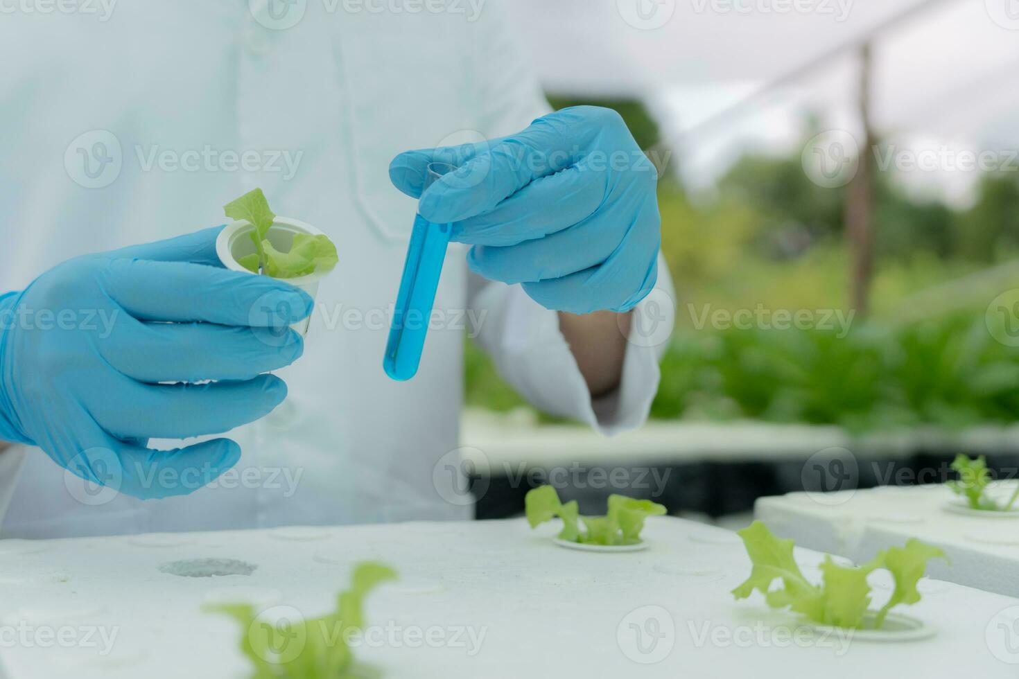 Organic farming, salad farm. Science farmers are checking water conditions during planting, checking for pesticide residues. Hydroponics vegetable, Ecological Biological, Healthy, Vegetarian, ecology photo