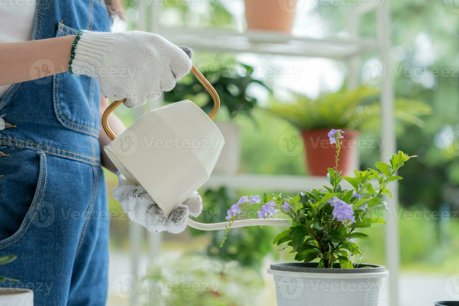 gardening home. woman replanting green tree in home garden. flowerpots as hobby and relax. plant sales, house garden, jungle, gardener, flower decoration, freelance, home jungle,Garden, Floral decor. photo