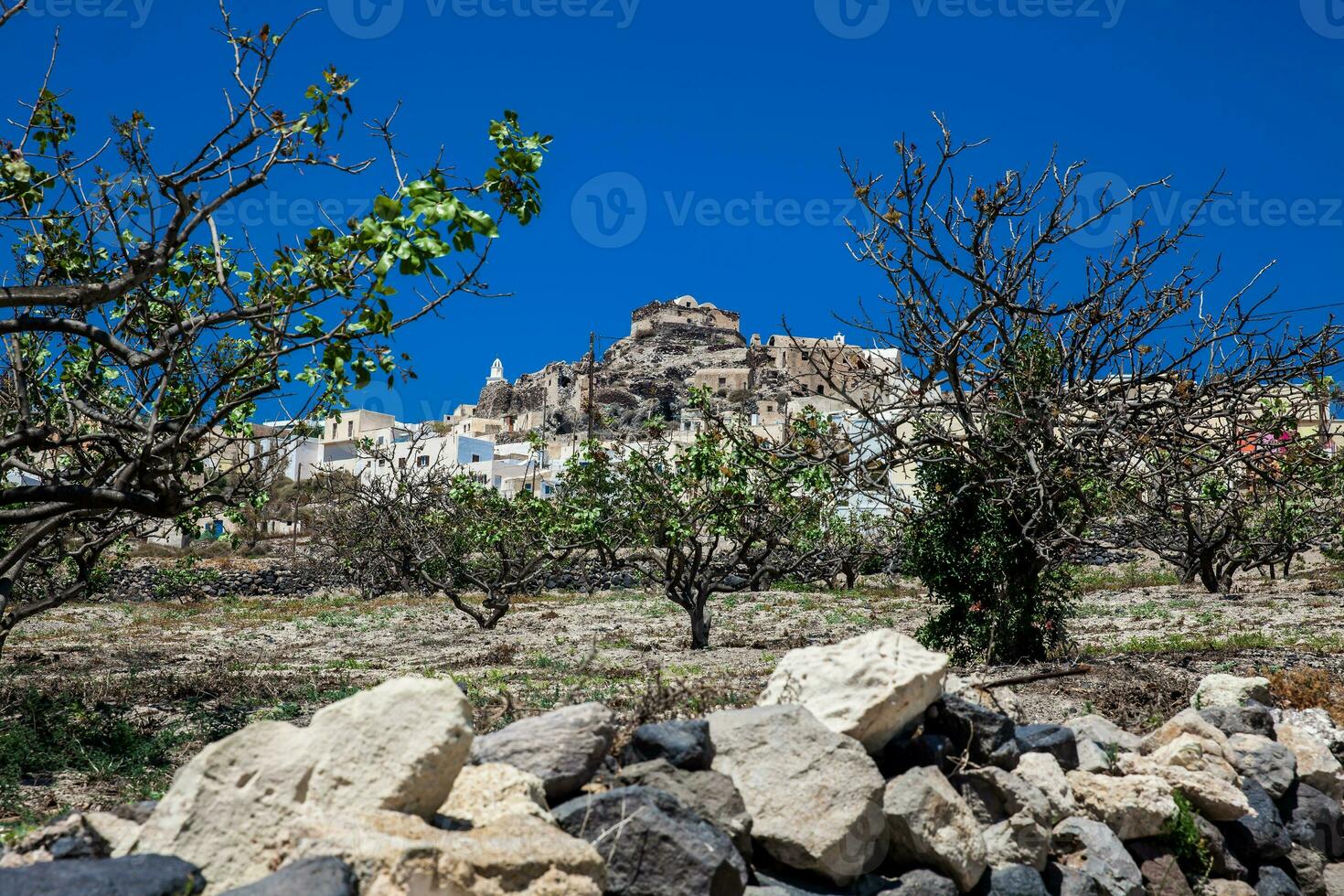 Vineyard next to the walking path number 12 to Akrotiri village in Santorini Island in a beautiful early spring day photo