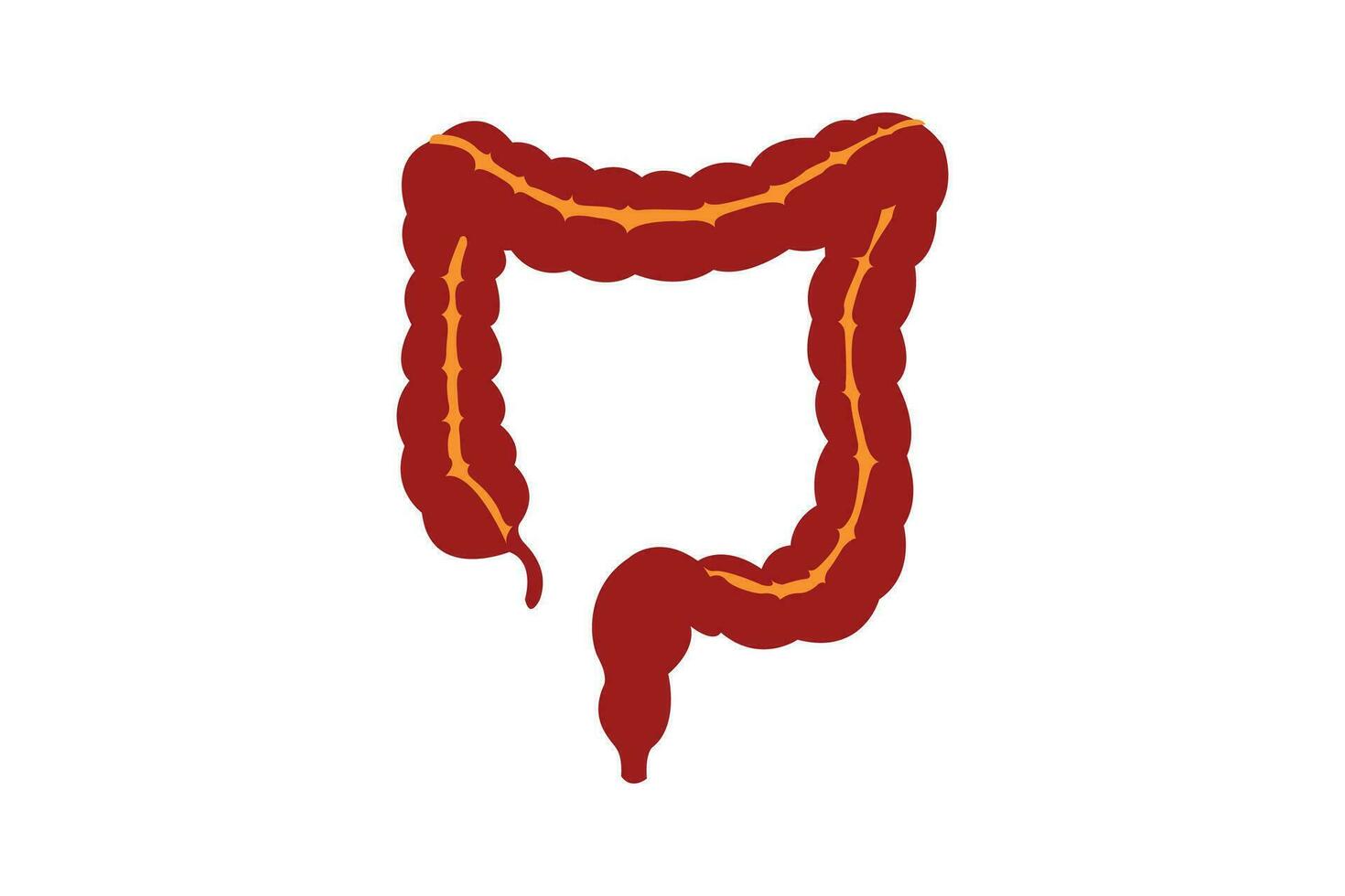 Human intestines organ, Anatomy, medicine concept, Healthcare. vector