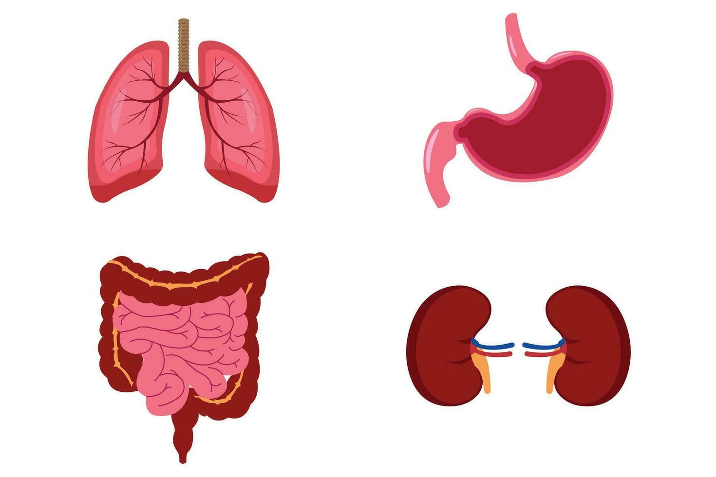human internal organs icon set with kidneys stomach lungs and intestines. illustration educations. eps 10 vector