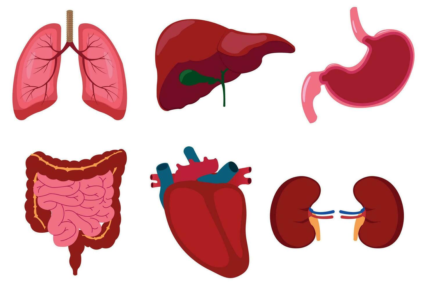 humano interno órganos transparente icono conjunto con livianos riñones estómago intestinos cerebro corazón bazo y hígado descripción vector ilustración. eps 10