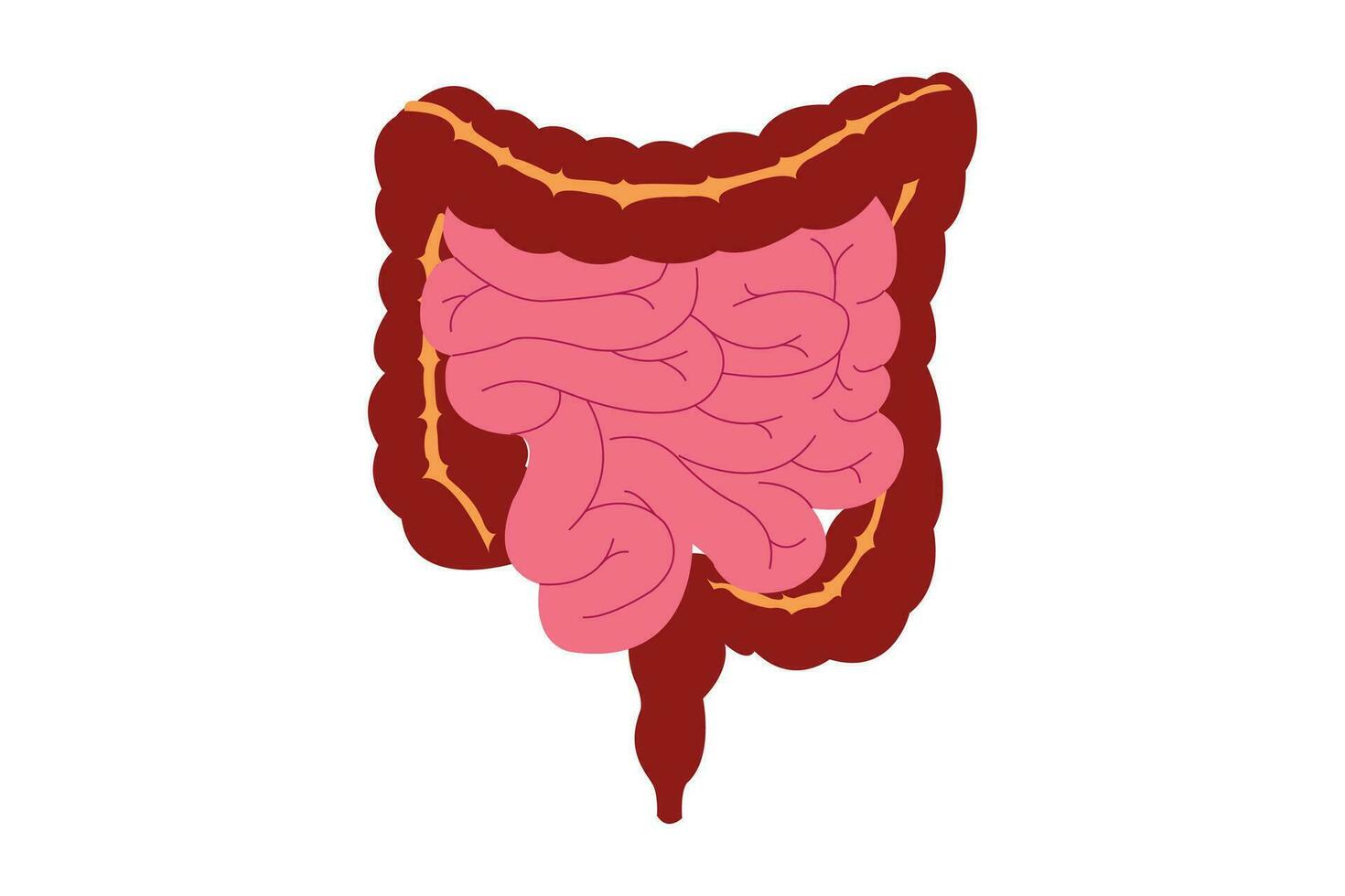 Human intestines organ, Anatomy, medicine concept, Healthcare. eps 10 vector