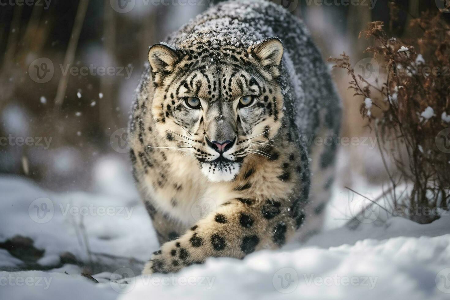 Ai generative Snow leopard on a black background. Animal in the snow. Panthera, single mammal in snow photo