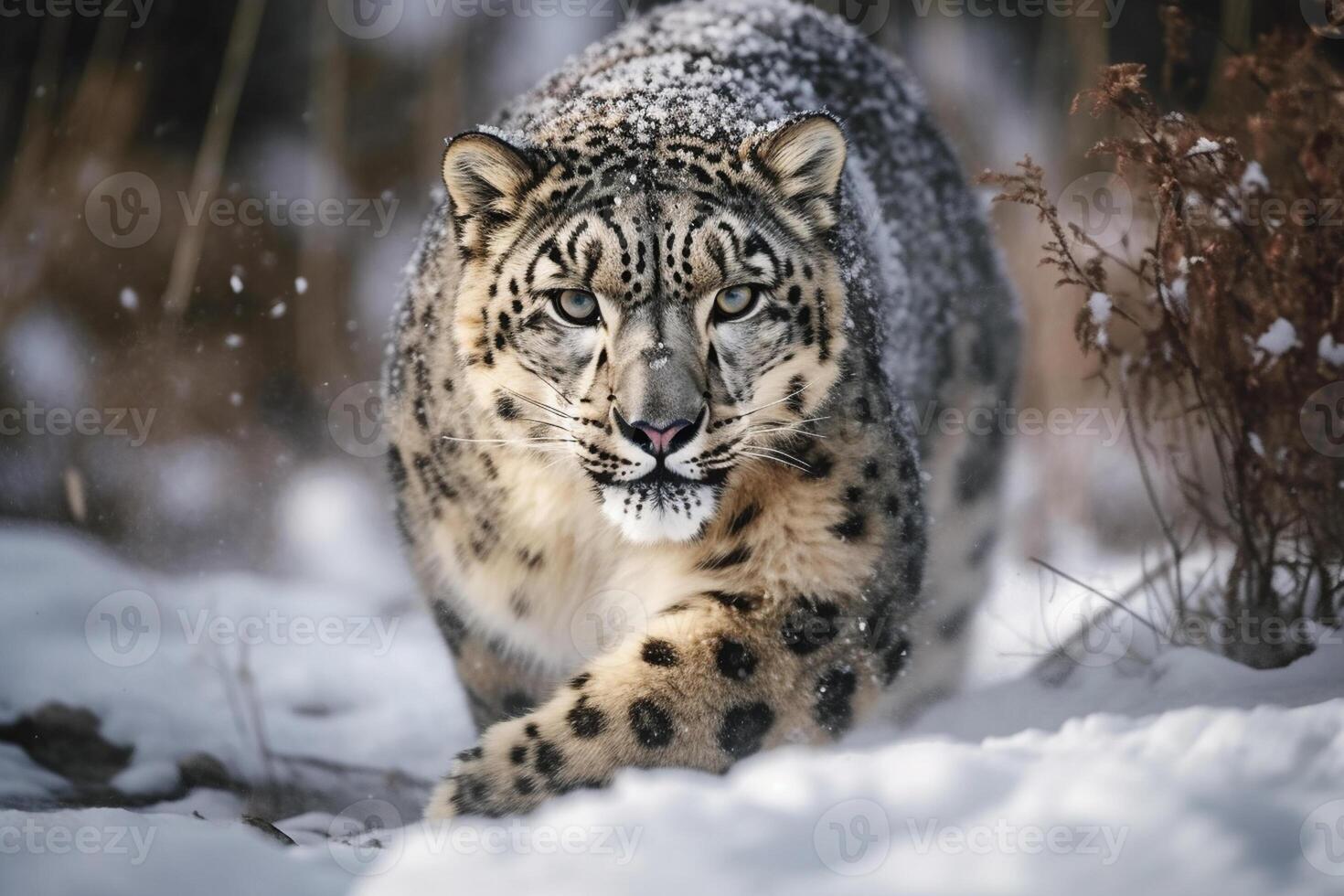 Snow leopard on a black background. Animal in the snow. Panthera, single mammal in snow photo