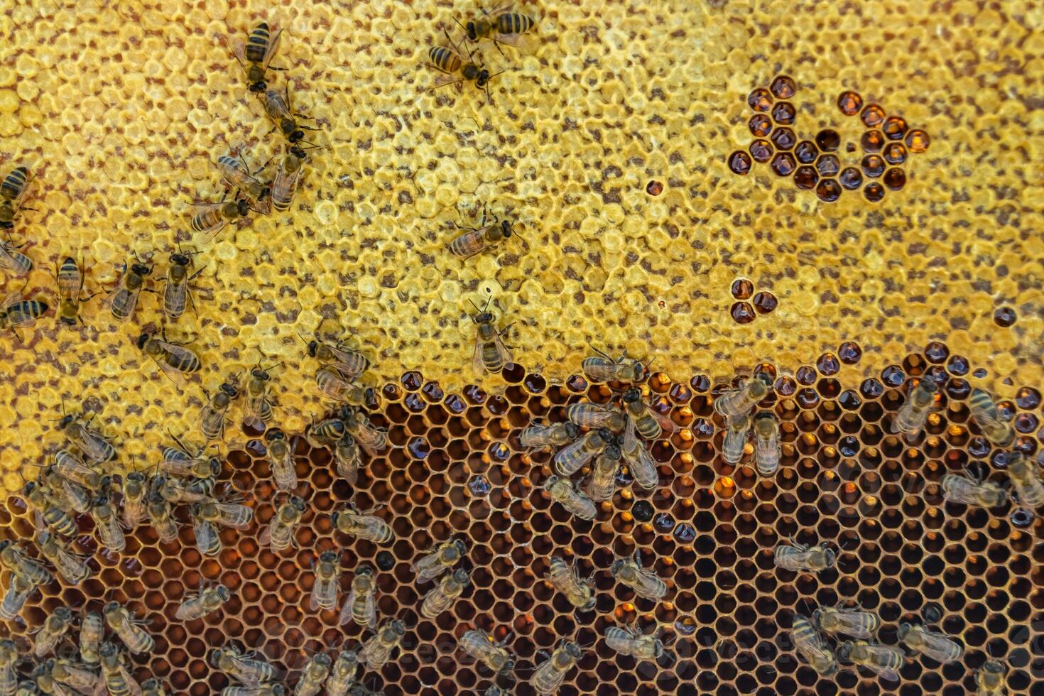 Abstract hexagon structure is honeycomb from bee hive filled photo