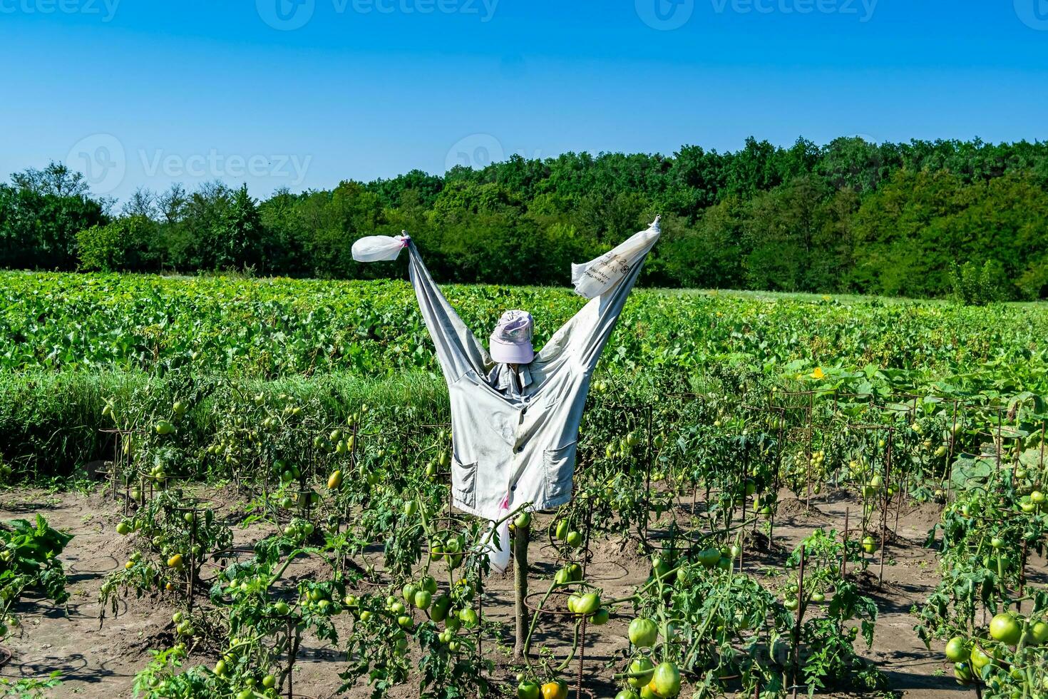 Scary scarecrow in garden discourages hungry birds photo