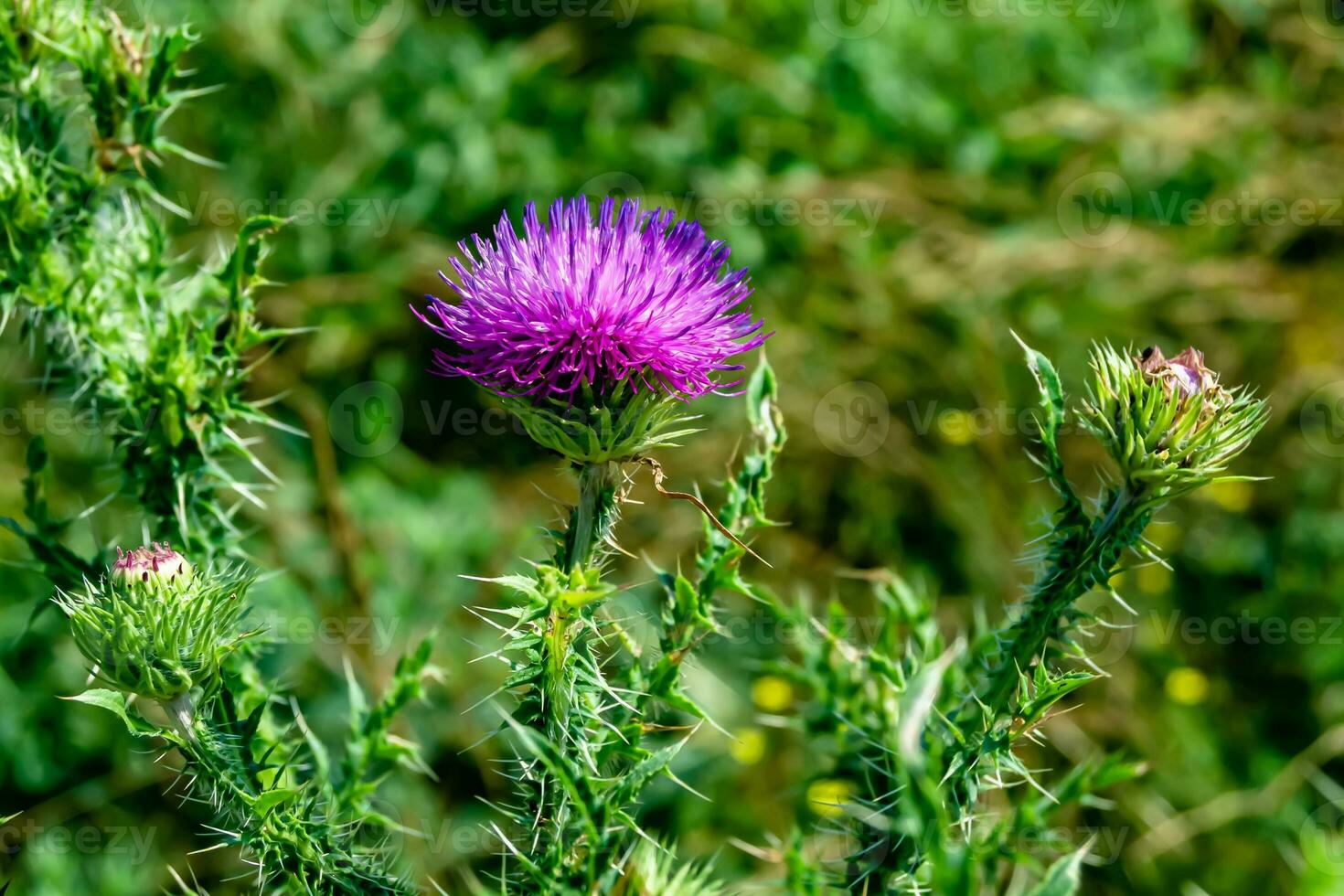 Hermosa flor creciente cardo de raíz de bardana en pradera de fondo foto