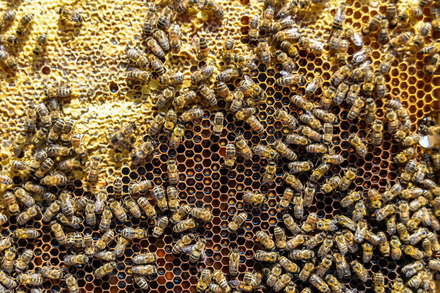 Abstract hexagon structure is honeycomb from bee hive filled photo