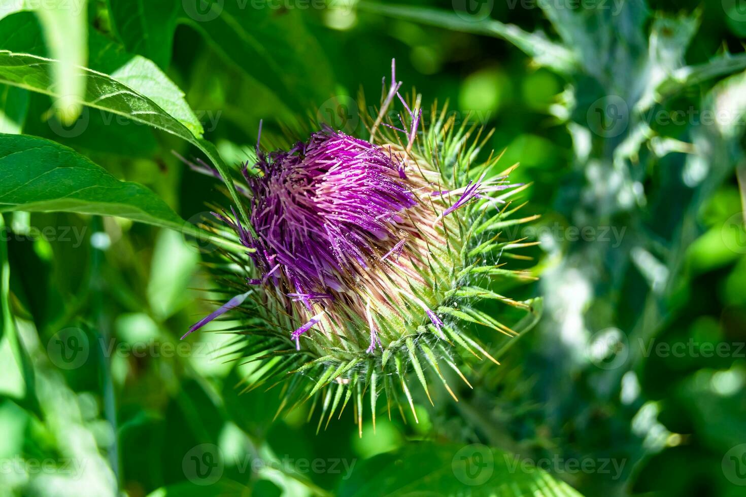 Beautiful growing flower root burdock thistle on background meadow photo