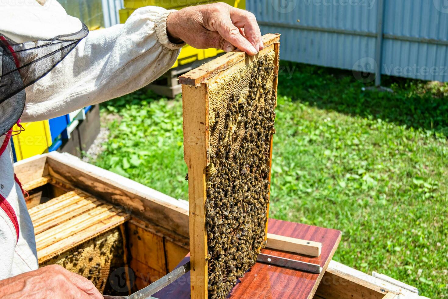 Winged bee slowly flies to beekeeper collect nectar on private apiary photo