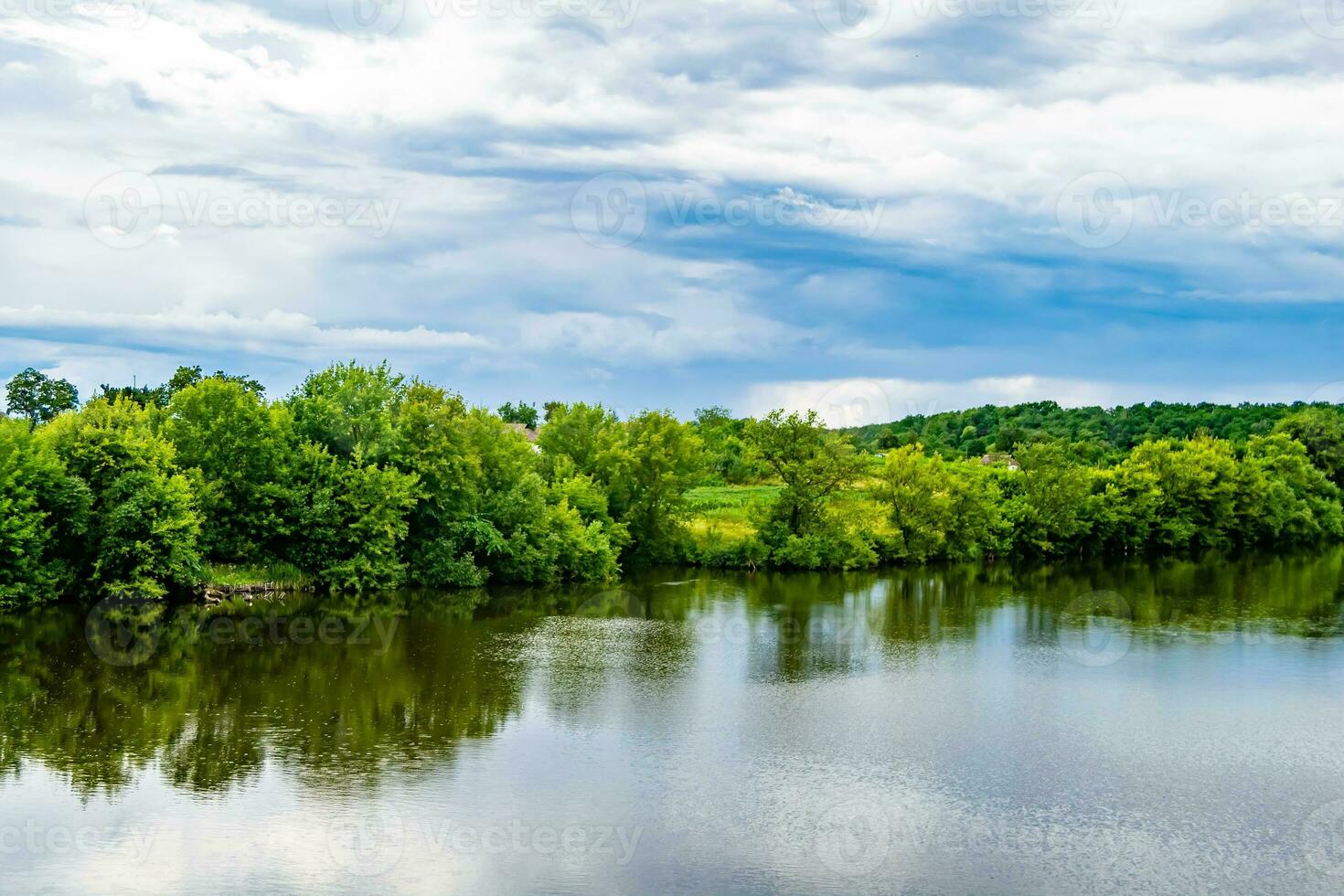 Beautiful grass swamp reed growing on shore reservoir in countryside photo