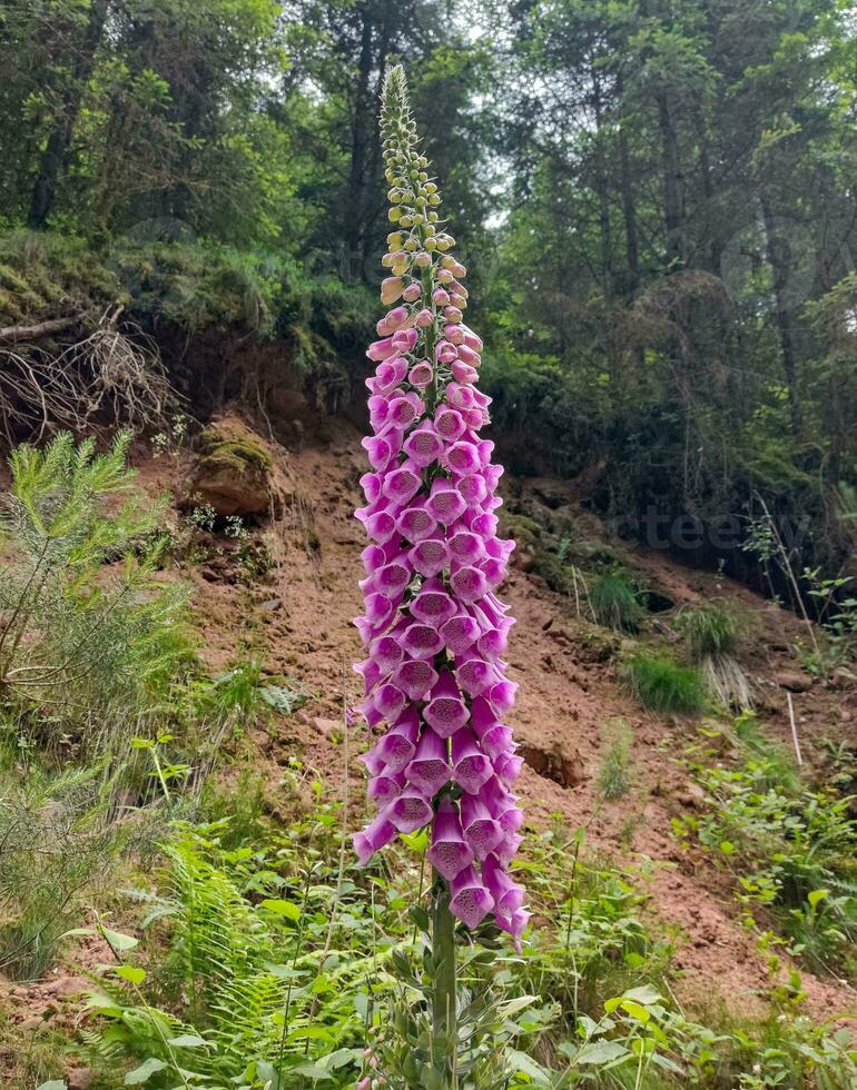 Beautiful blooming foxglove flower in the forest photo