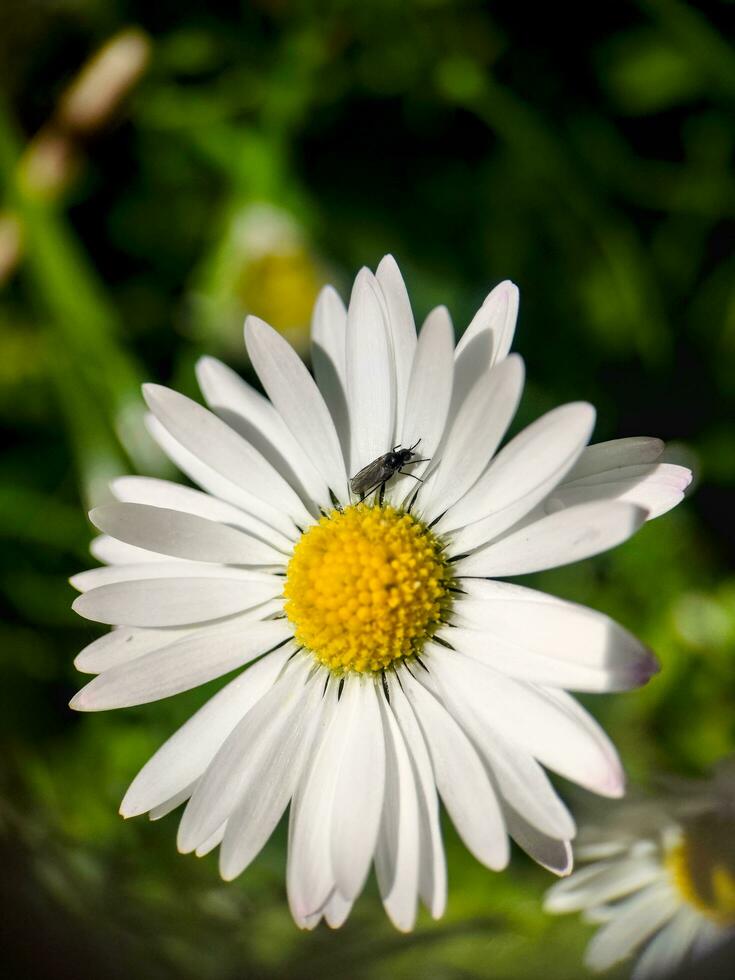 Macro shot of a daisy flower photo